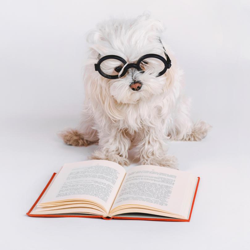 Dog School 01