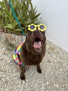 chien