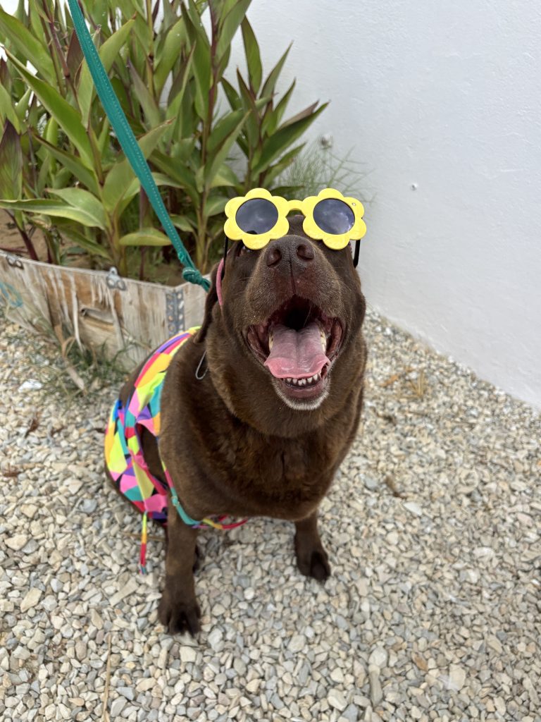 chien